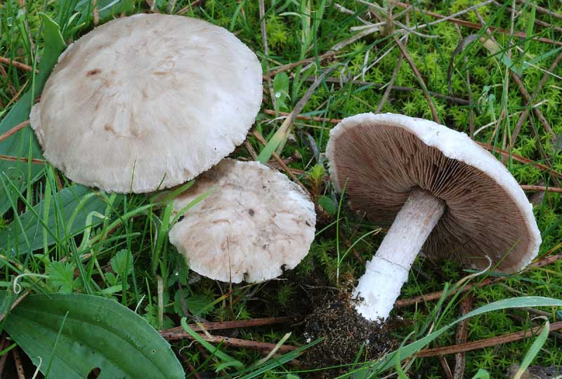 Funghi del litorale Romagnolo